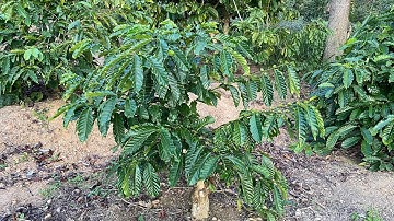 Cắt ghép cải tạo giống mới cho vườn cà phê già cỗi.