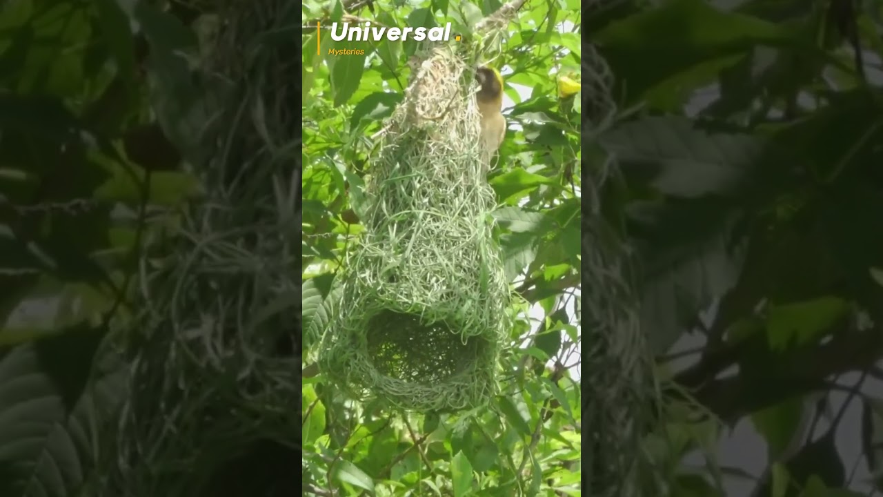 How Penduline Tits Outsmart Predators! 🐦💡 The Ultimate Bird Nest Defense! 