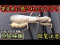 【カマキリ・ハリガネムシ】昆虫採集 2018年10月中旬 前編「ハリガネムシに侵された褐色型ハラビロカマキリ」