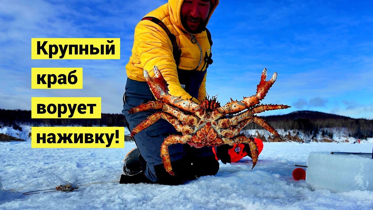 Повезло! Пришёл крупный краб!