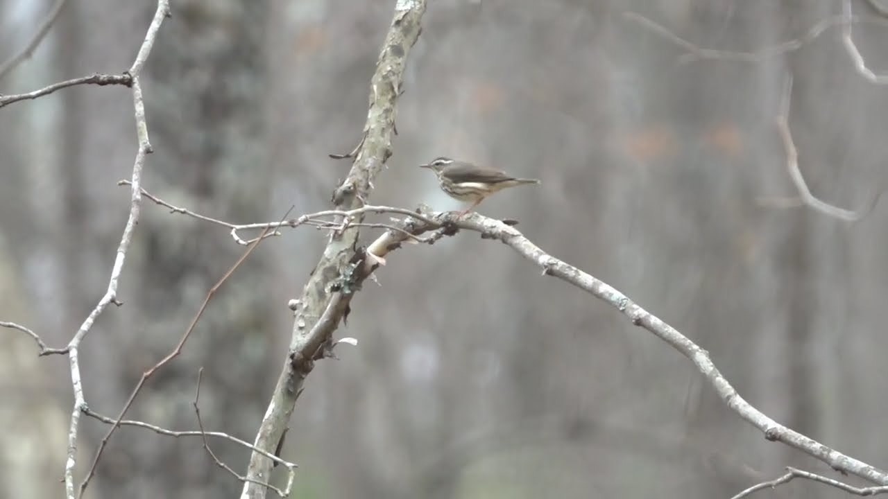 Louisiana Waterthrush singing, Baltimore Co., MD April 5, 2025