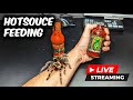 Tarantula hot sauce challenge feeding