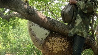 ตีผึ้งต่างจังหวัด เยอะจริง และวิธีทำคบ  |  พรานหมึก คนตีผึ้ง