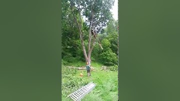 Lowering section of ash tree stem