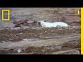 Young Bear Behavior and Strategies