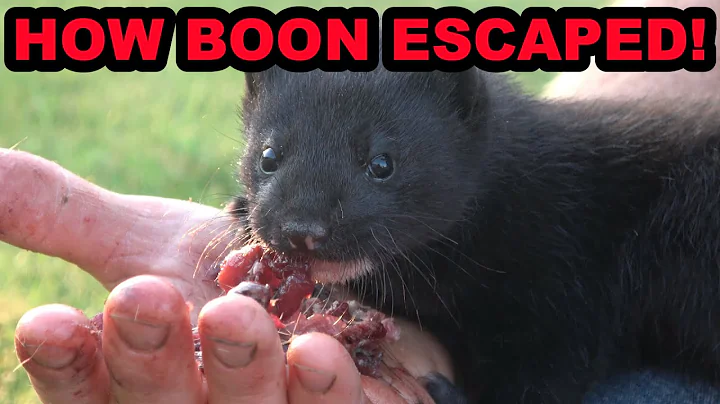 We Found Out How Boon Escaped! Plus MinkLand Tour.