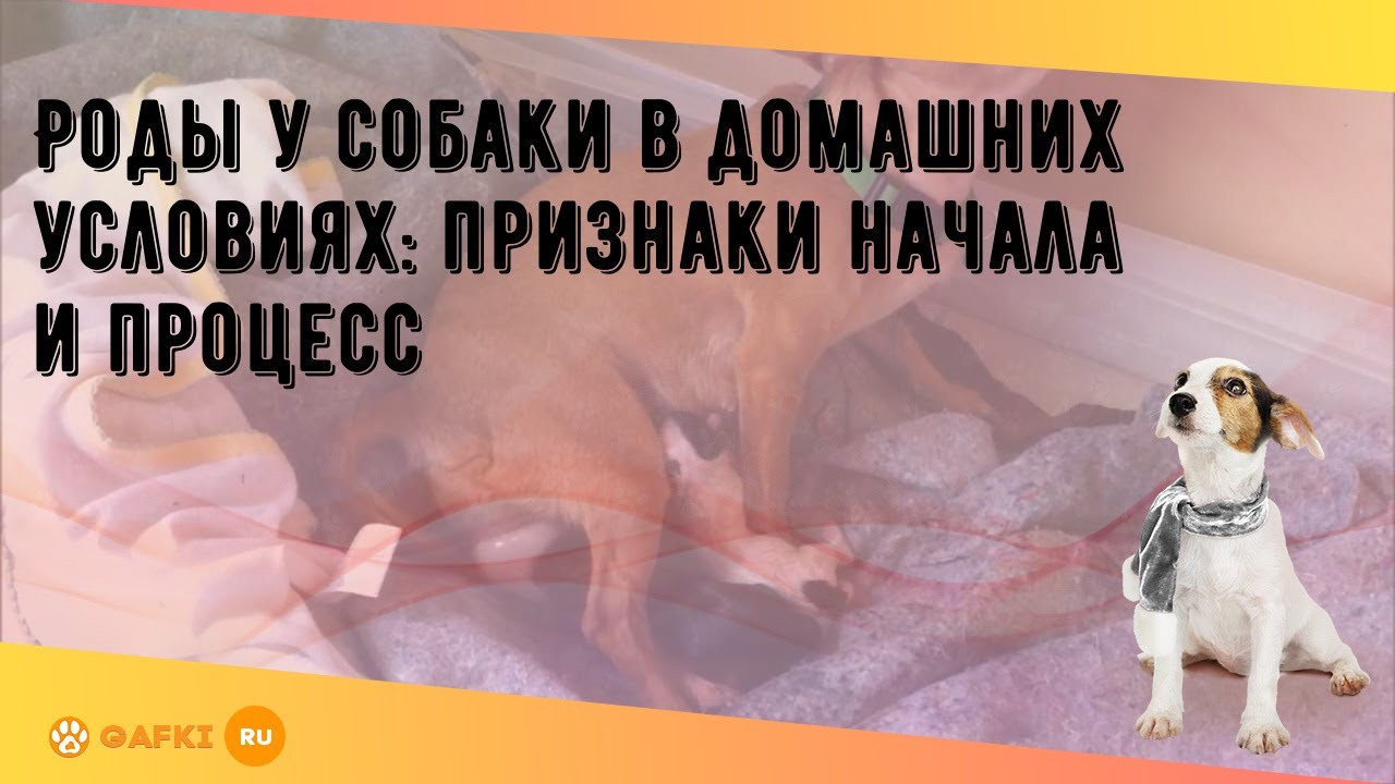 Разведение собак по правилам - belgorod-potolok.ru - дрессировка собак