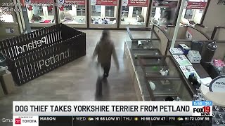 Dog thief takes Yorkshire Terrier from Petland