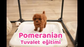 Poodle ırkının tuvalet eğitimini Can Paksoy anlatıyor