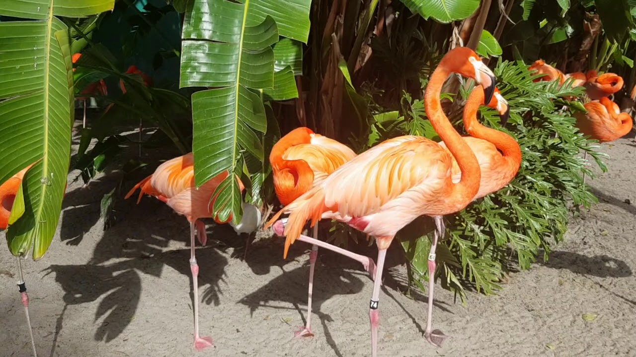 Flamingos at Sea World, Orlando, February 2020 YouTube