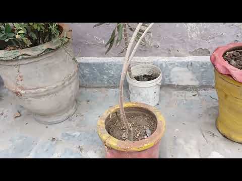 Useful info about Oleander / Nerium plant