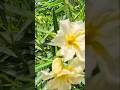 #beautiful flowers#videoshort#trending#viral#santosh nagekar#santoshnagekar#
