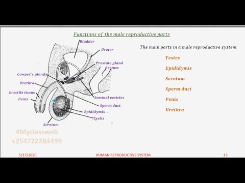 مردانہ تولیدی حصے اور ان کے افعال (سبق دوم)
