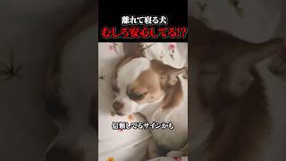 犬が離れて寝る理由、勘違いしてる人多い #犬 #雑学 #Shorts