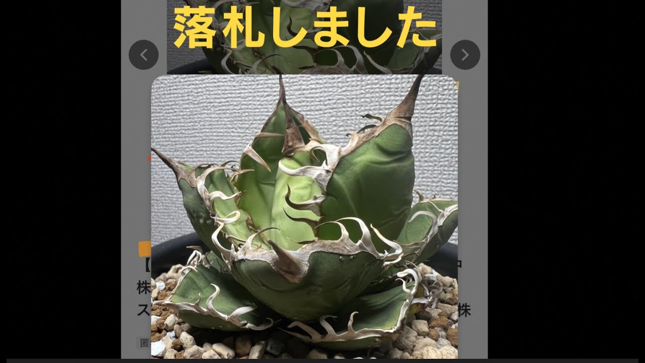 アガベ 大型　優秀株　ノーネームです！ うちのノーネーム紹介① #アガベ無名選抜 - YouTube