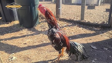 SAIB QAIB UA SI XWB | 04.06.25 | SHOWBIRD | QAIB THAI | SHAMO | ASEEL | PAKOI | GANO