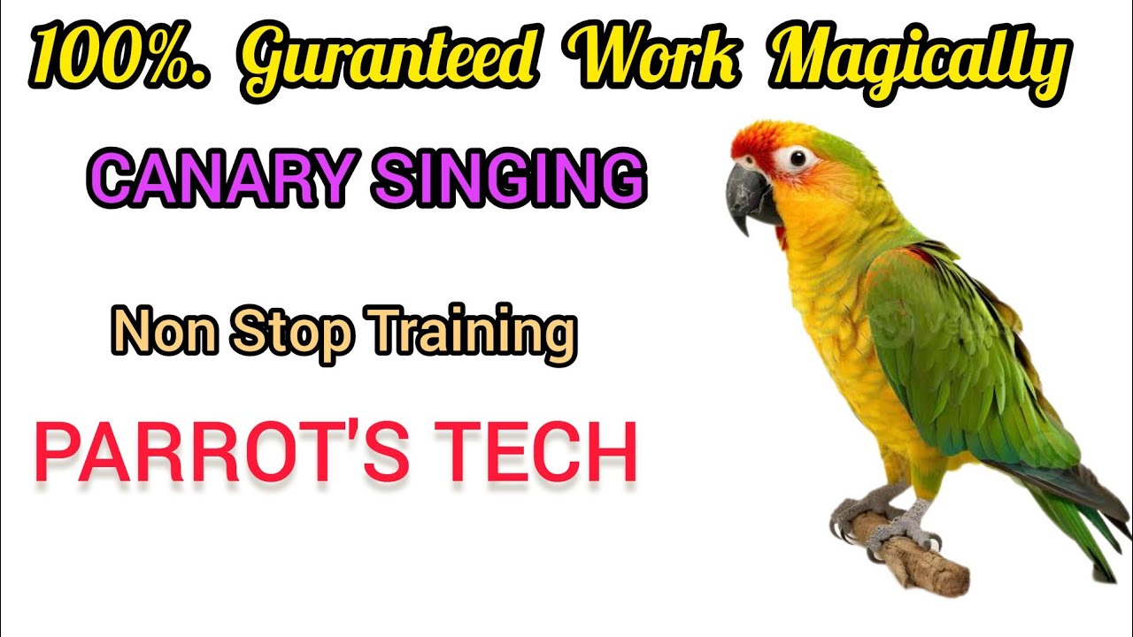 Curated visual reference: Visual Reference: Teach Your Canary Singing In 30 Minutes For Training