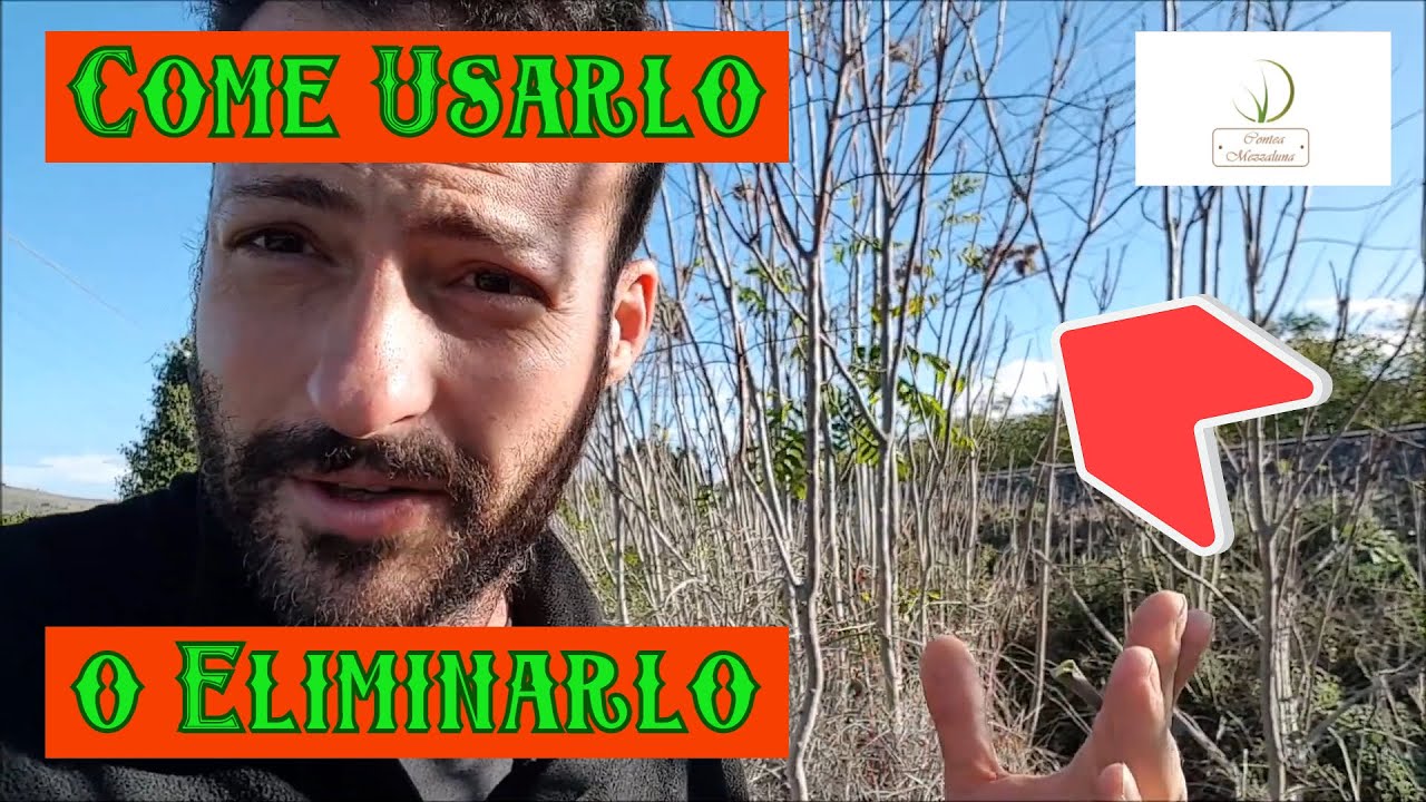 Piante Permaculturali: L'Ailanto