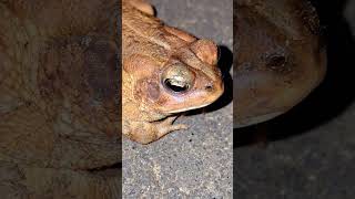 #wildlife #nature #herping #toad