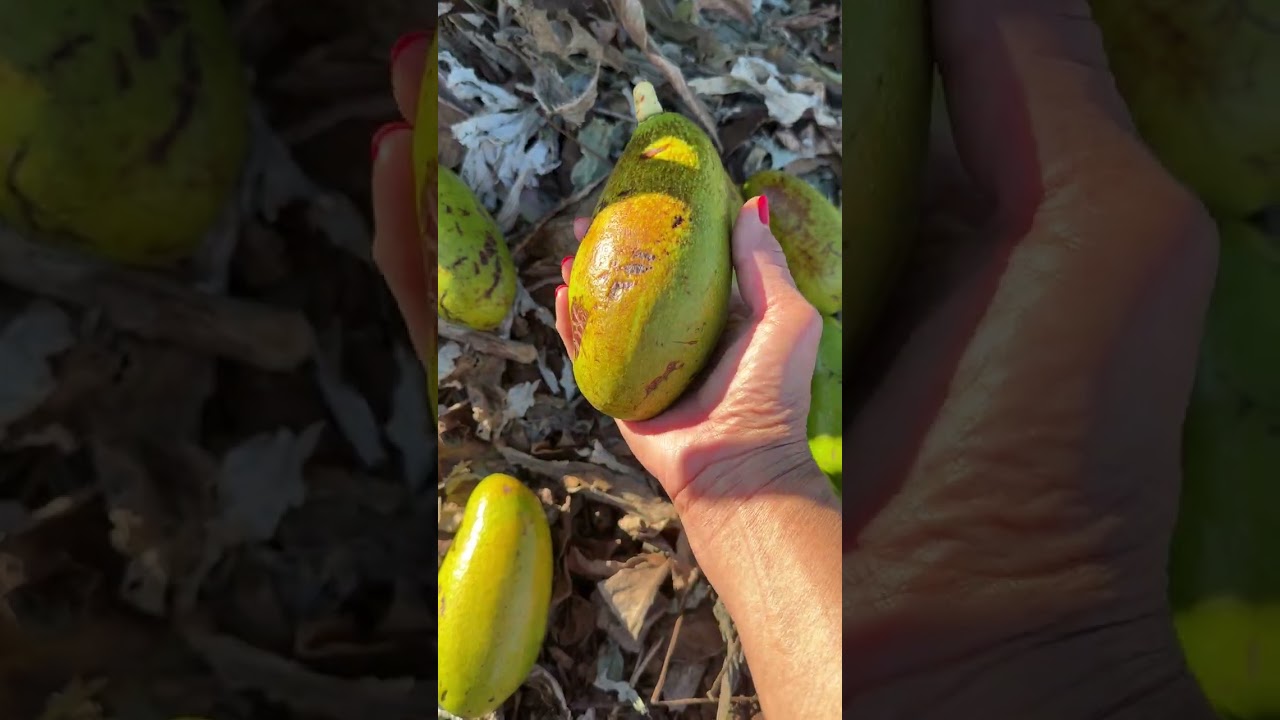 Jan.16, 2026 HARVESTING MY CATALINA AVOCADO,100%WEST INDIAN,CUBAN VARIETY IN PASO ROBLES CA.