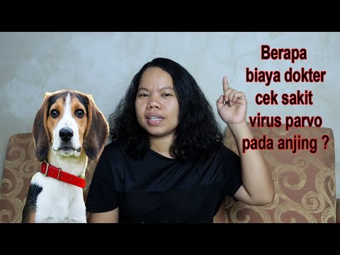 Video: Gejala dan Pengobatan Canine Parvovirus