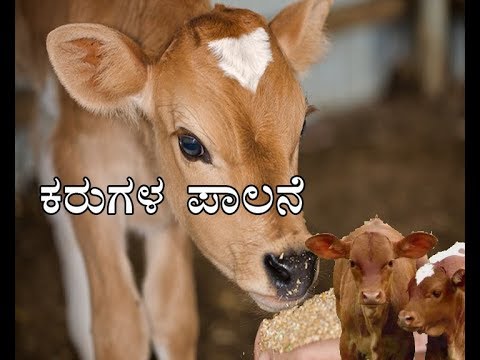 "Information on care of calves" "ಕರುಗಳ ಪಾಲನೆ"-16-05-2018-at 1.30 pm "Information on care of calves" "ಕರುಗಳ ಪಾಲನೆ"-16-05-2018-at 1.30 pm