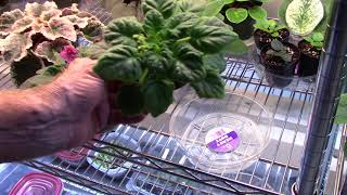 African Violets curling leaves mistakes I made