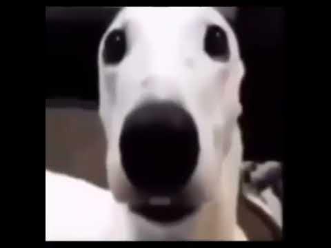 собака ржёт а потом в ахуе стучит зубами - YouTube