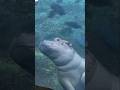 Hippo Tairta Nahi Pani Me Jump Karta hai #HippoFacts #AnimalFacts #ViralFacts #HindiFacts