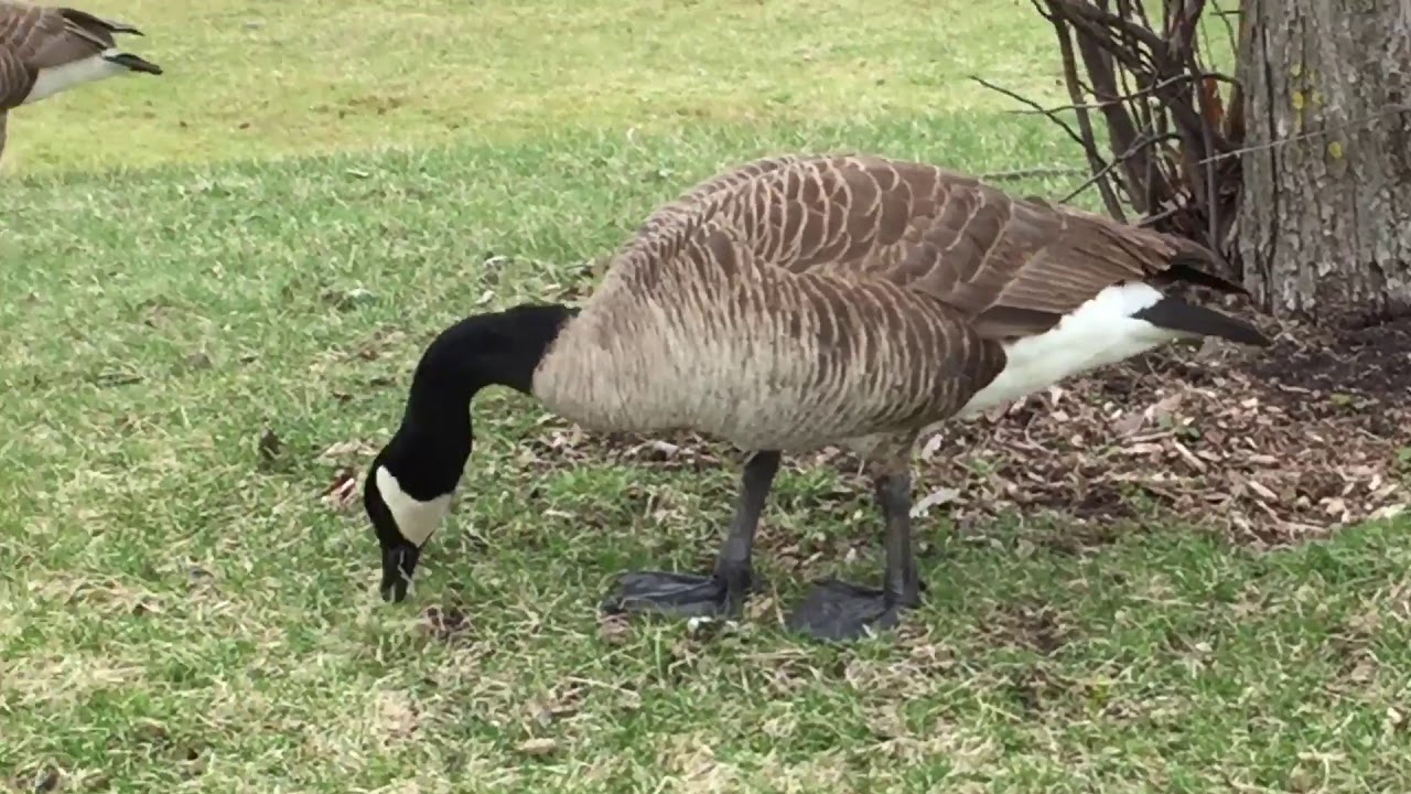 The Canadian geese paradise