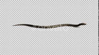 4K Snake Crawl | Motion Graphics - Videohive template
