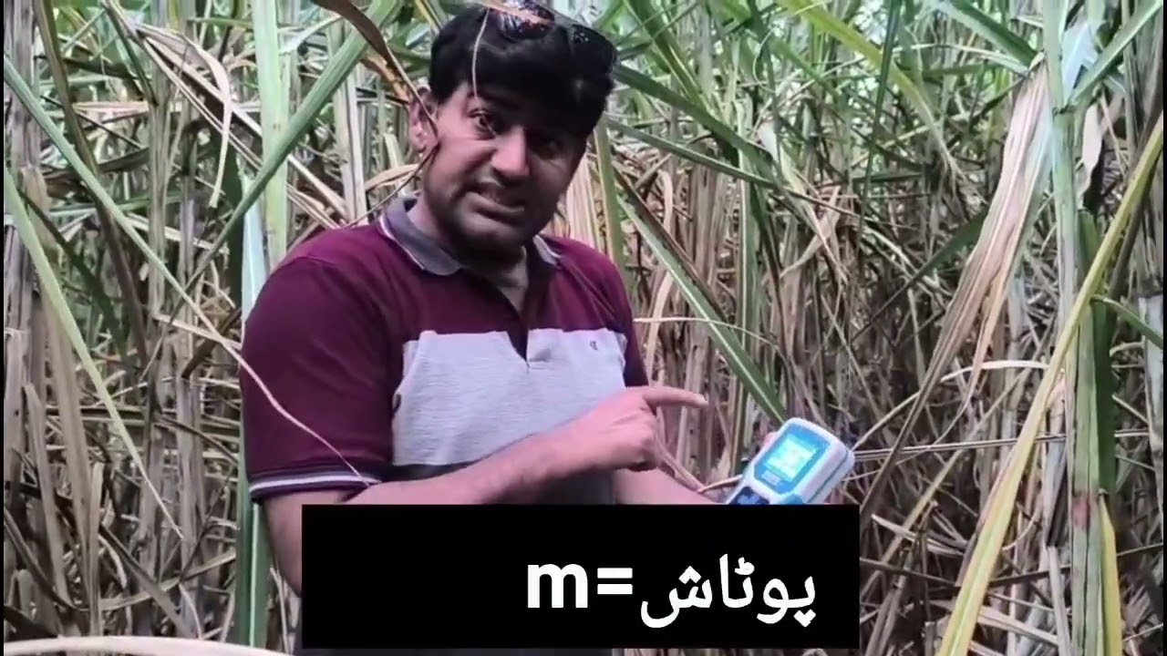 Producing early bumper sugarcane crop without lodging with nutrients status for juice& gurr purposes