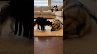 Hilarious Dog Reaction to Spider Costume Prank #funny #funnyanimals #pitbull screenshot 4