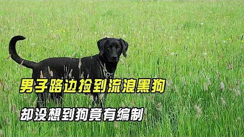 男子路边捡到黑狗，以为是没人要的流浪狗，却没想到狗竟有编制！ 【趣普闻新】 - 天天要闻