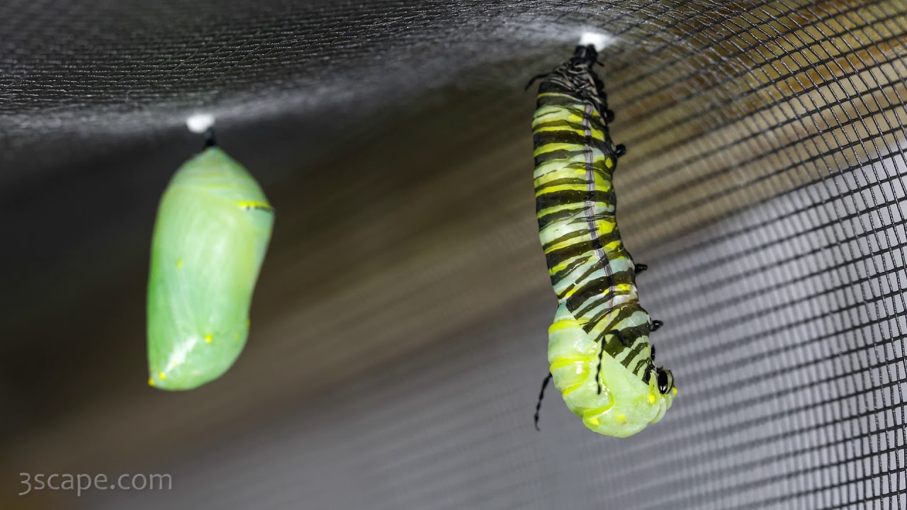 Monarch Caterpillar to Pupa Chrysalis Timelapse - YouTube
