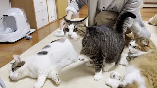 換毛期になるとブラッシングに猫の行列ができます