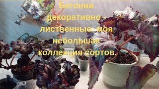 Бегонии декоративно - лиственные: моя небольшая коллекция сортов. Бегонии декоративно - лиственные: моя небольшая коллекция сортов.