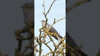 Cuckoo calling #birds #wildlifefilm #wildlife #nature #wildlifewatching