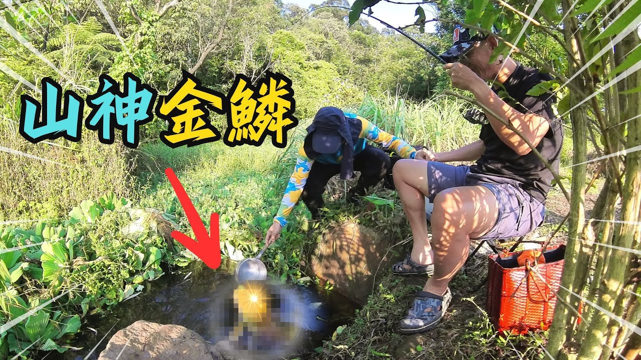 震驚！深山秘境驚現：「山神金鱗」！釣竿斷裂，神秘魚現形！自然之筆親揭神秘面紗！｜勇作微物釣工坊｜Maxcatch｜YONGYUE｜永裕布希鞋｜ #fishing  #fishinglife #故事