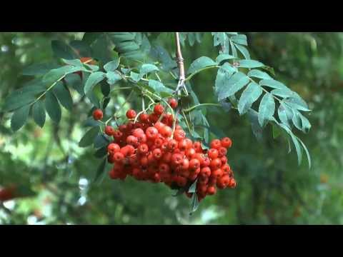 Video: Neue Ebereschensorten Für Ihren Garten