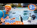 どうぶつえんにいこう ☆ ブリッピー 日本語 ☆ 子供け教育動画 Blippi