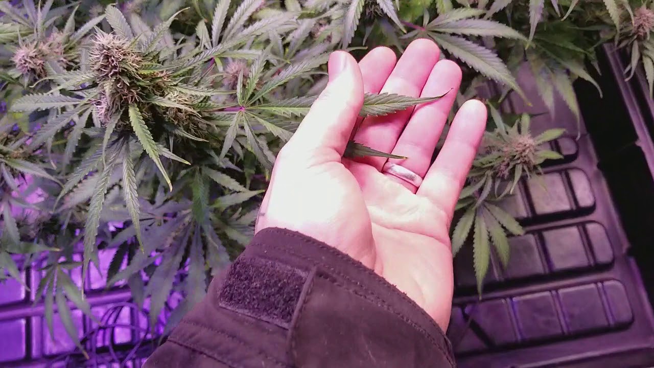 Day 70 auto Sensi Skunk Perfect Sun LED grow journal