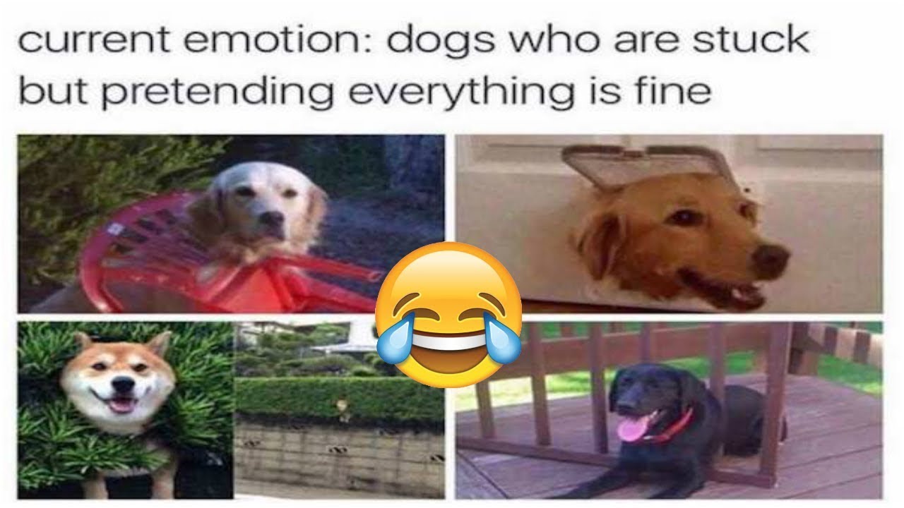 Dogs Are The Best People We Know 20 Pics of Good Boys - YouTube