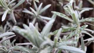 CANON EOS 1100D VIDEO TEST - SAMPLE VIDEO 18 - 55 mm