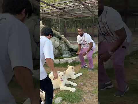 الاسود البيضاء هنا