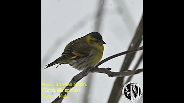 #Shorts. Чиж. Самец и самка в снегопад. Eurasian Siskin. (Carduelis spinus). Male & Female.