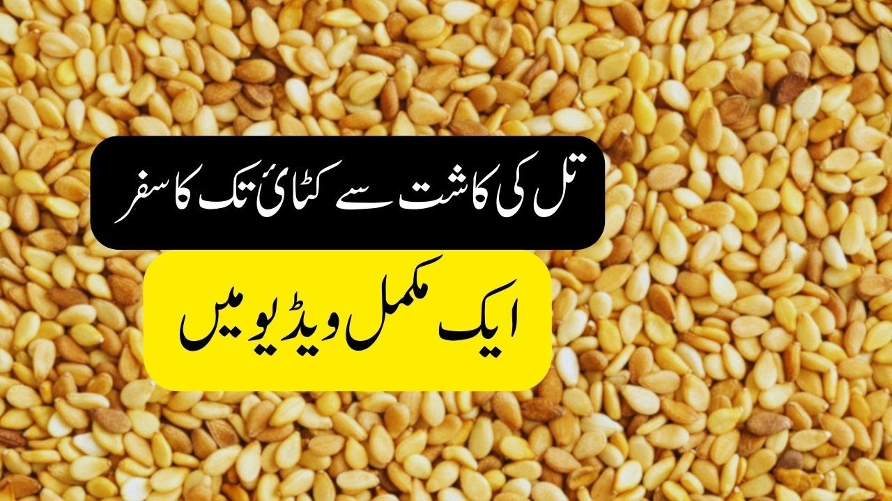 Complete Sesame Season in One Video - تل کاشت سے کٹایٔ تک