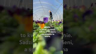 Kiedy Bratki Będą W Sprzedaży?