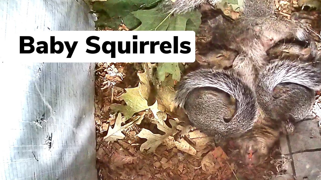 Squirrel Babies in the Ultimate Squirrel House My Backyard Friends