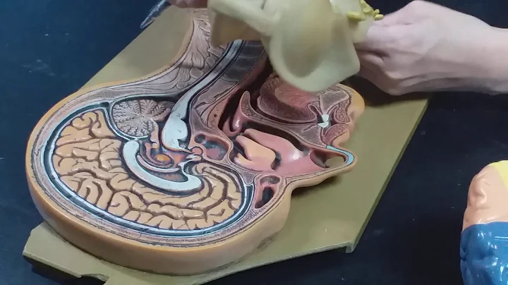 Anatomy and Physiology 解剖生理學 (腦神經 大腦 小腦) 杏丹老師 - 天天要聞